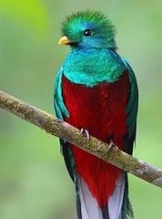 Quetzal