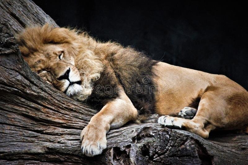 leone-che-dorme-tranquillamente-su-un-albero-161581158.jpg.a1e709568321f3ca8bce4a35a139349c.jpg