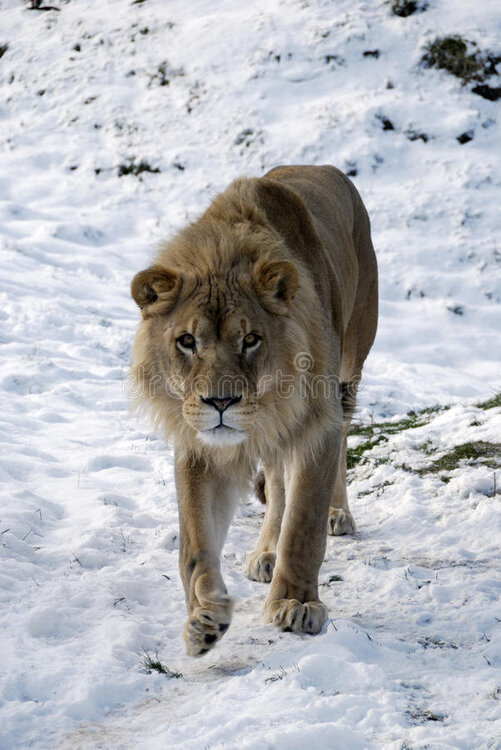 leone-nella-neve-10643494.jpg