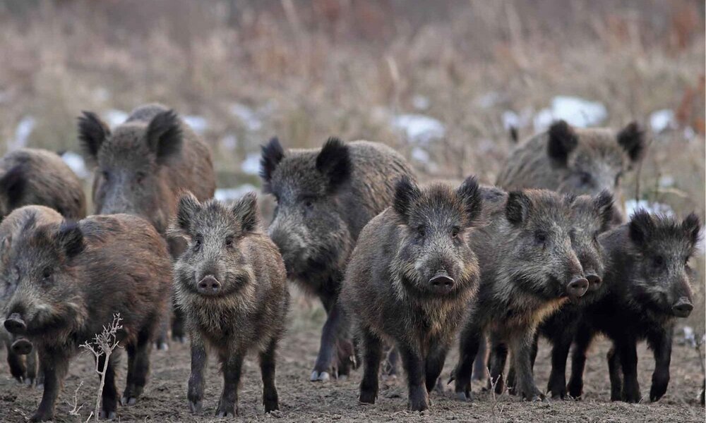 wild-pig.jpg