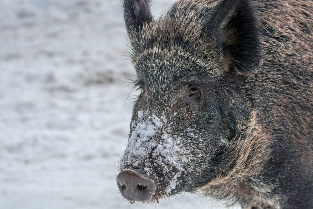 NATL-wildpig1-istock-2200x1467.jpg