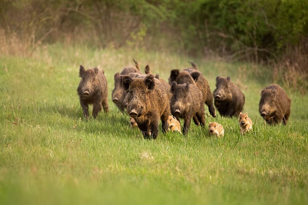 cinghiali-fauna-selvatica-by-wildmedia-adobe-stock-1200x800.jpeg